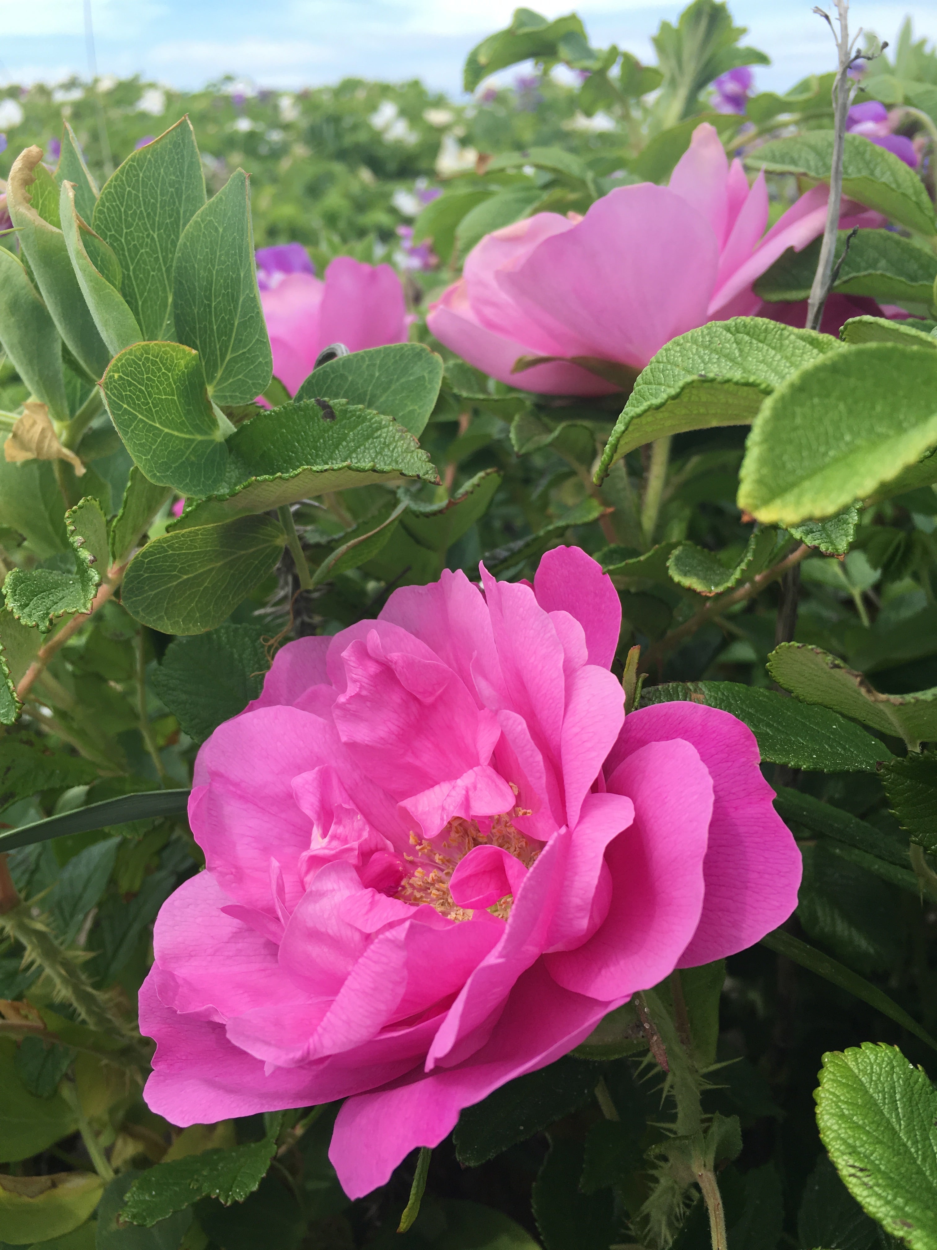 Rose Honey – The People's Gold